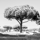 Roman trees